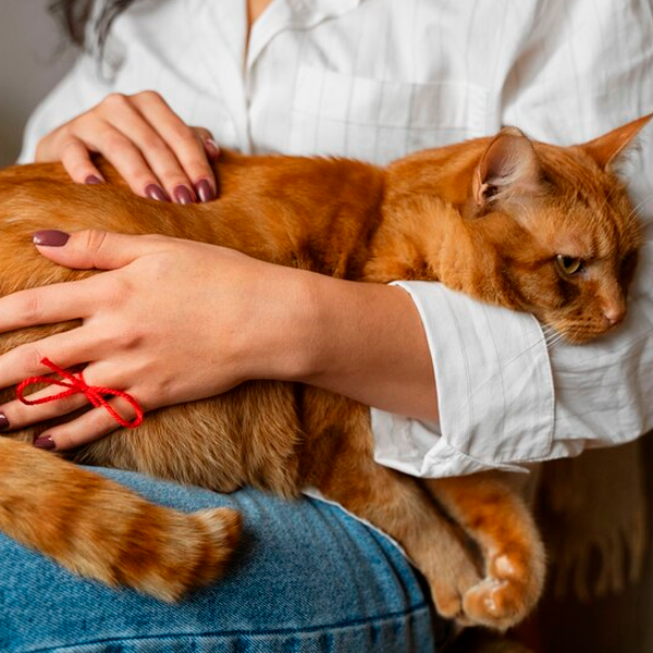 Luxury Pet Sitters - Image 2