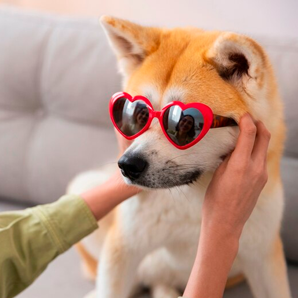 Luxury Pet Sitters - Image 3